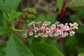 Phytolacca americana